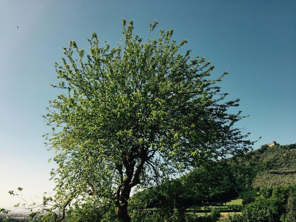 Agriturismo La Vecchia Quercia San Cipriano Picentino Eksteriør bilde